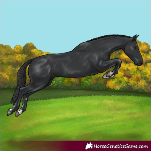 Horse Color:Black 