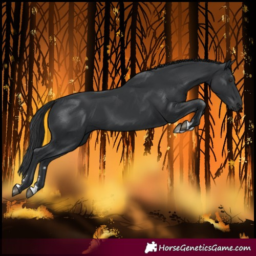 Horse Color:Black 