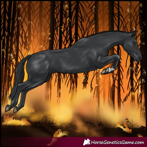 Horse Color:Black 
