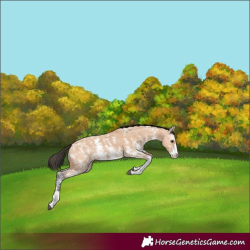 Horse Color:Bay Ice Dun Sabino Splash
