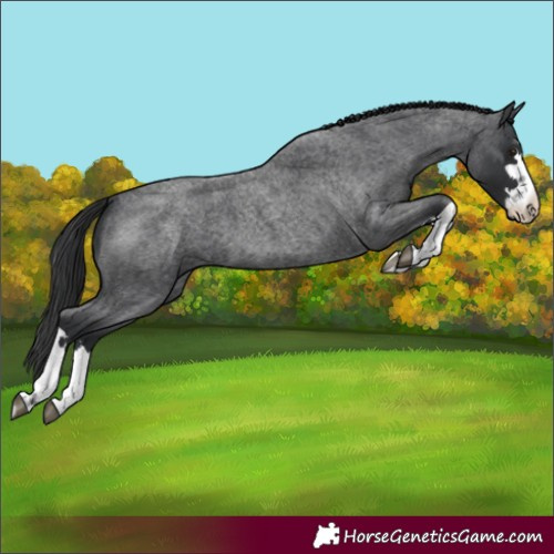 Horse Color:Blue Roan 