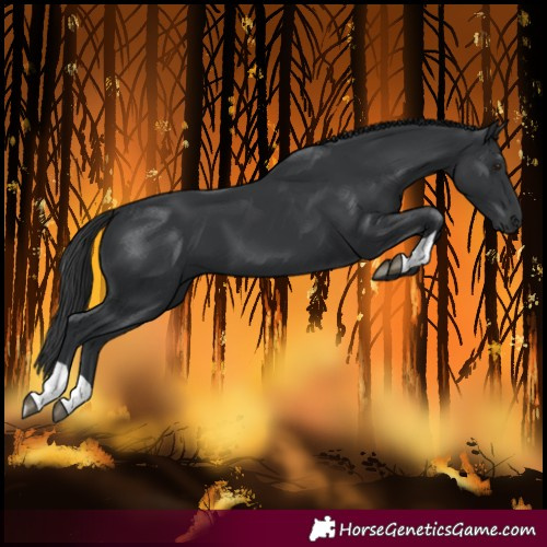 Horse Color:Black 