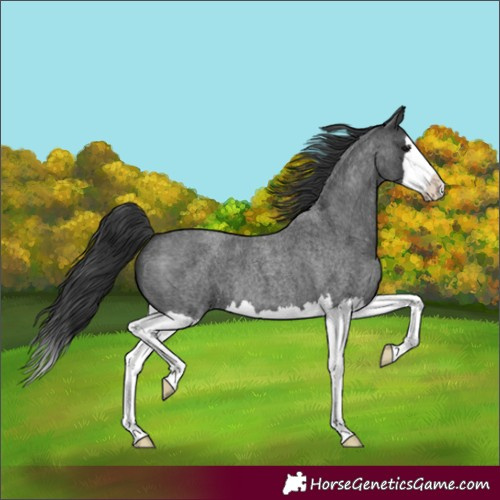 Horse Color:Blue Roan Splash 