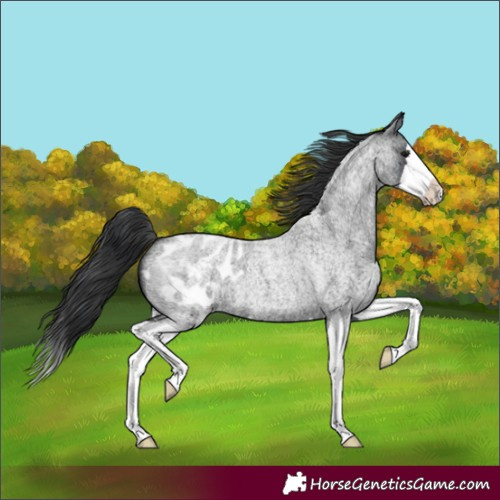 Horse Color:Blue Roan Splash Appaloosa 