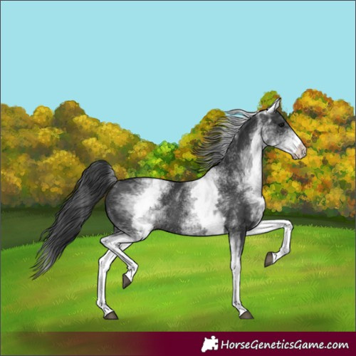 Horse Color:White Spotted Black Rabicano