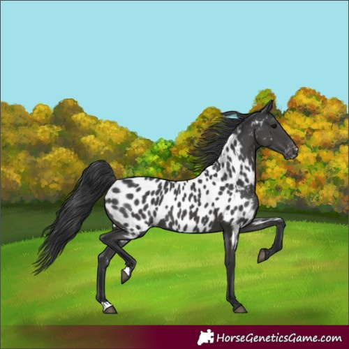 Horse Color:Black Near Leopard