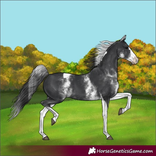 Horse Color:Unknown 