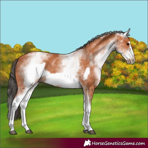 Horse Color:White Spotted Bay Frame 