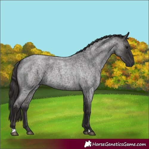 Horse Color:Smoky Blue Roan 