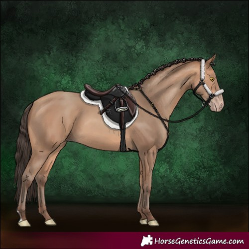 Horse Color:Amber Champagne 