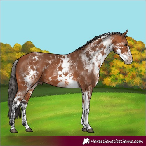 Horse Color:White Spotted Bay 