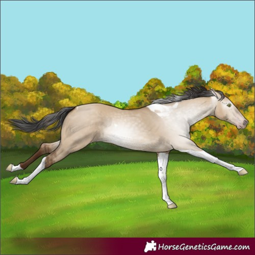 Horse Color:Gray Amber Champagne Dun Tobiano