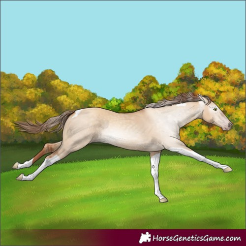 Horse Color:Gray Gold Champagne Dun Tobiano 