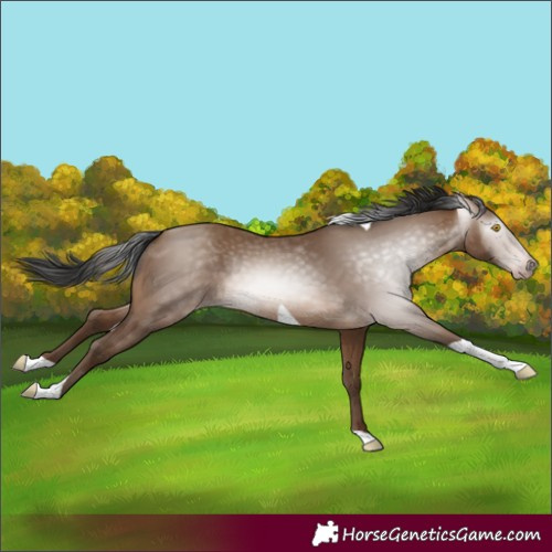 Horse Color:Gray Amber Champagne Tobiano
