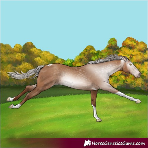 Horse Color:Gray Silver Amber Champagne Tobiano 
