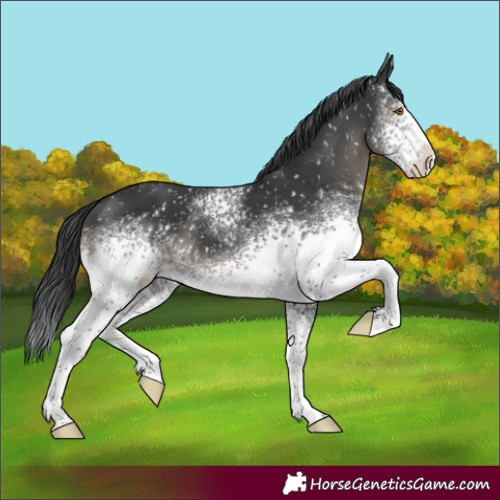 Horse Color:White Spotted Black Appaloosa 
