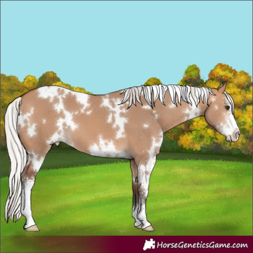 Horse Color:White Spotted Silver Bay Dun Sabino 