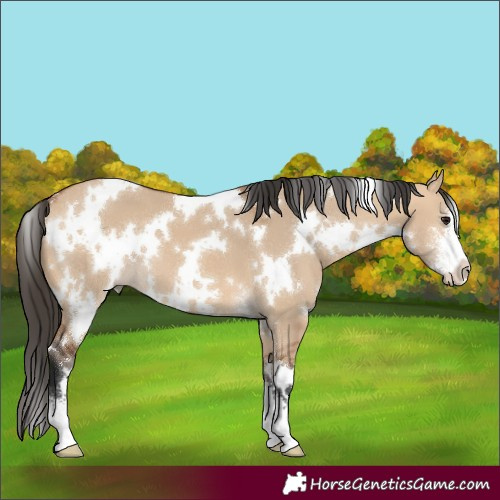Horse Color:White Spotted Bay Dun Sabino 