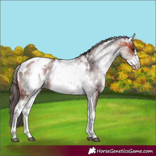 Horse Color:White Spotted Bay Frame Near Leopard