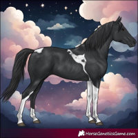 Horse Color:Black Tobiano