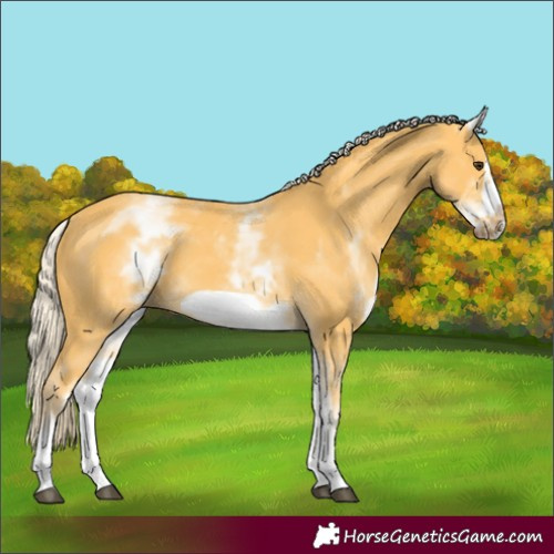Horse Color:White Spotted Palomino Frame 
