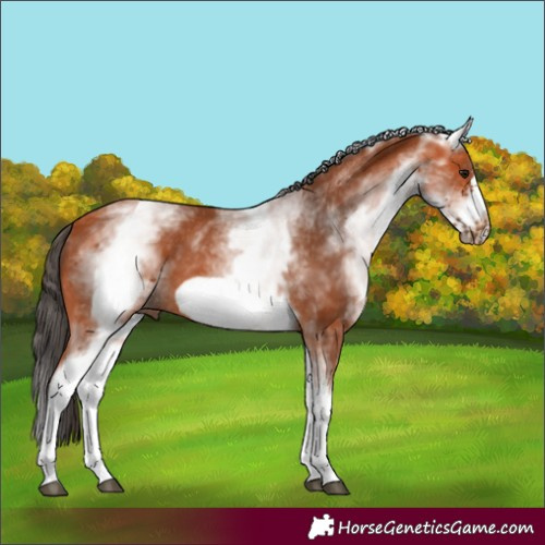 Horse Color:White Spotted Bay Frame