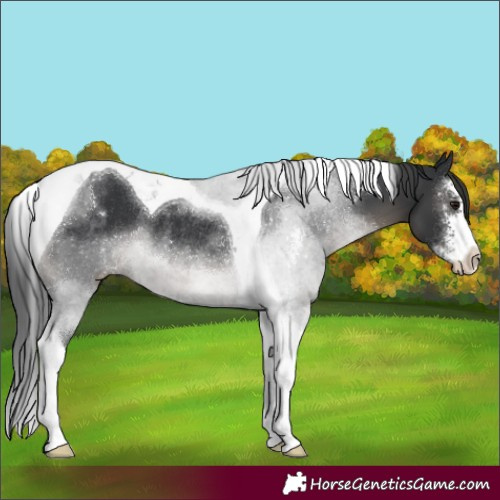Horse Color:Black Sabino Tobiano Rabicano
