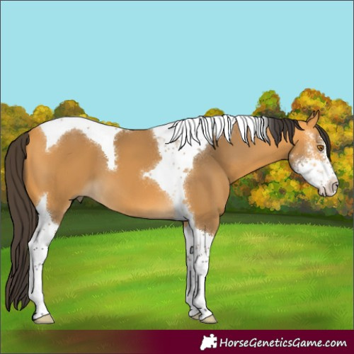 Horse Color:Buckskin Sabino Tobiano 