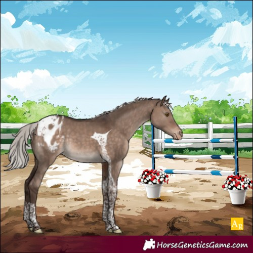 Horse Color:Silver Brown Dun Mushroom Tobiano Appaloosa Rabicano