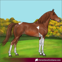 Horse Color:Chestnut Tobiano 