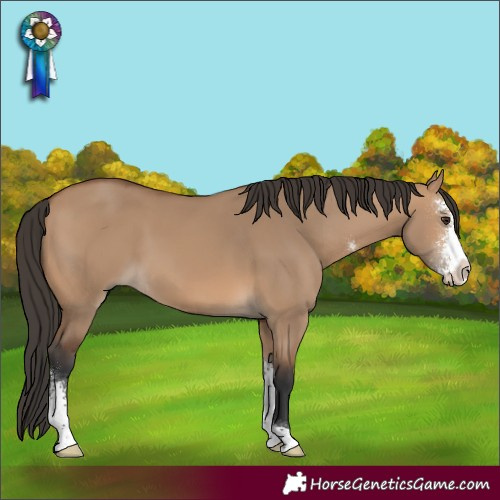 Horse Color:Bay Dun Sabino
