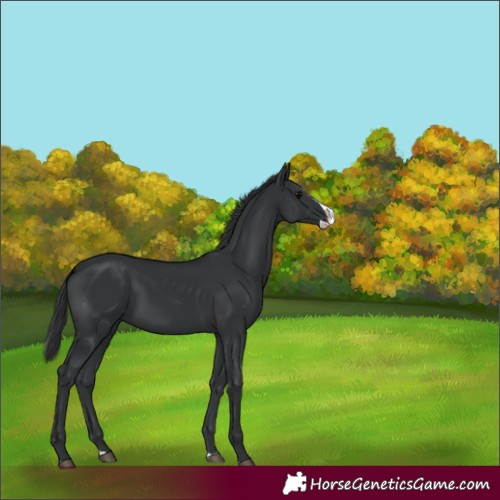 Horse Color:Black Splash 