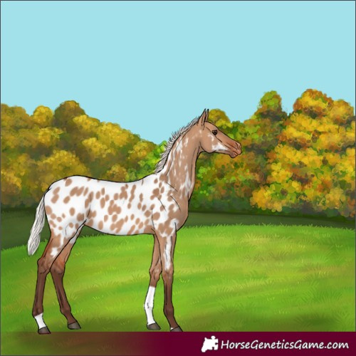 Horse Color:Silver Bay Dun Tobiano Near Leopard 