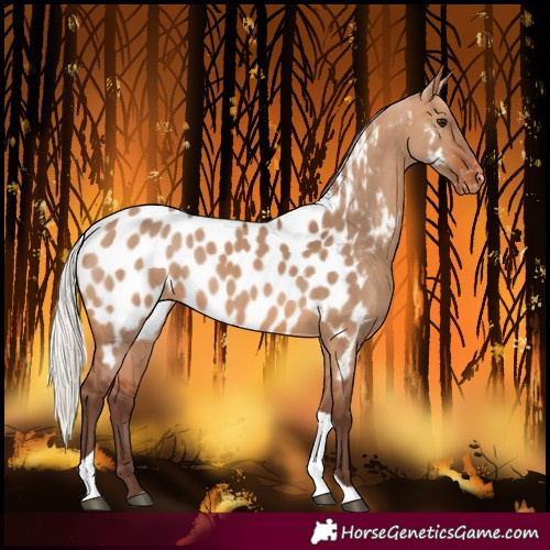 Horse Color:Silver Bay Dun Tobiano Near Leopard 