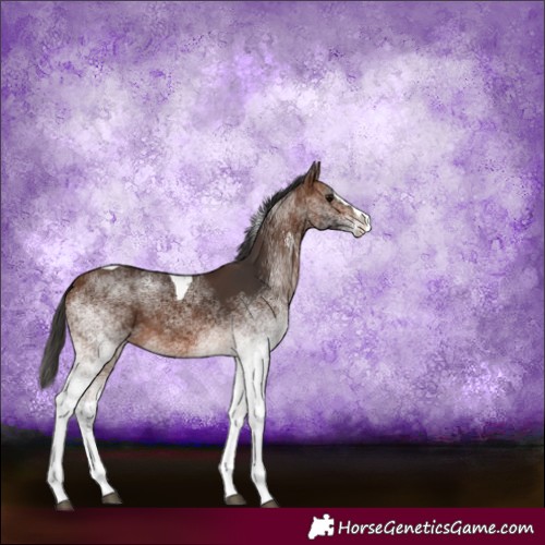 Horse Color:White Spotted Brown Splash Tobiano 