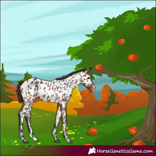 Horse Color:Bay Appaloosa 