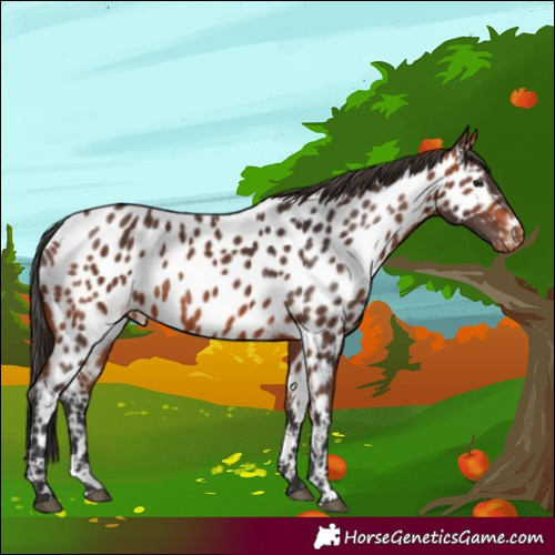 Horse Color:Bay Near Leopard 