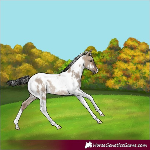 Horse Color:White Spotted Brown Dun Tobiano Rabicano 