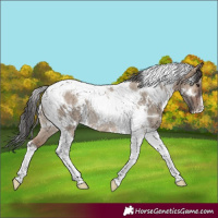 Horse Color:White Spotted Brown Dun Tobiano Rabicano 