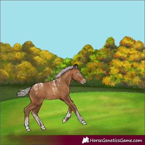 Horse Color:Powder White Gray Silver Amber Champagne Rabicano 