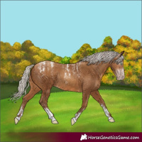 Horse Color:Powder White Gray Silver Amber Champagne Rabicano 