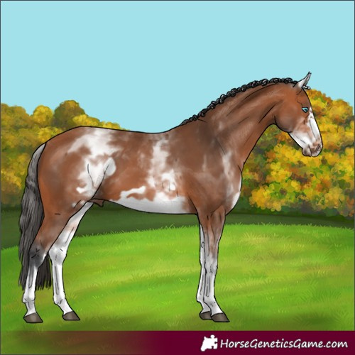 Horse Color:White Spotted Bay Frame 