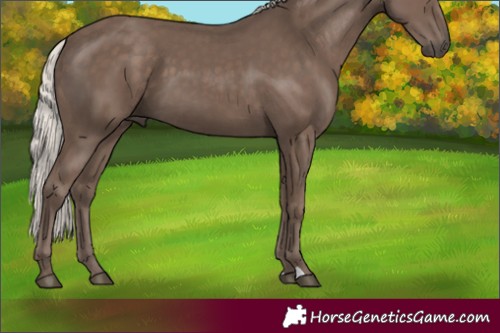 Horse Color:Silver Black 