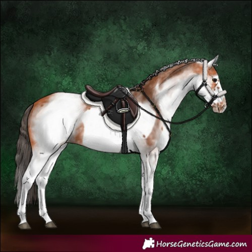 Horse Color:White Spotted Bay Frame 