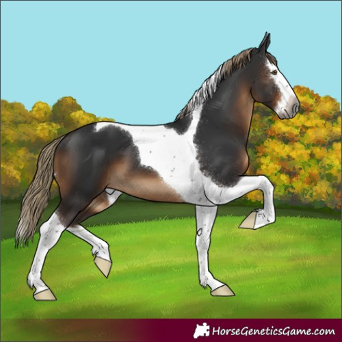 Horse Color:Gray Liver Chestnut Splash Tobiano 