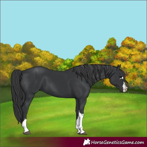 Horse Color:Black 
