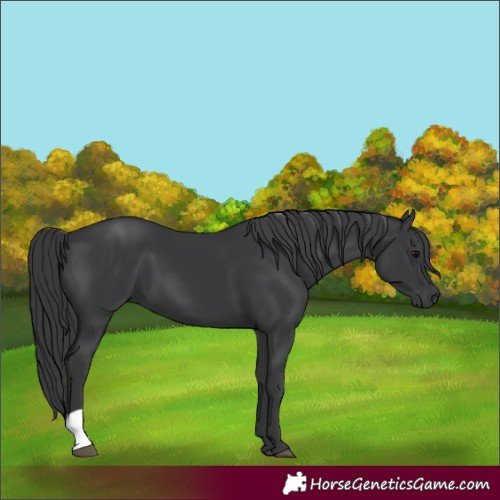 Horse Color:Black 