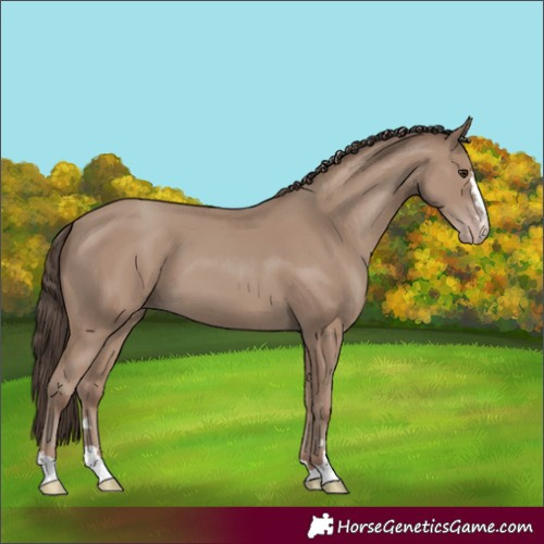 Horse Color:Classic Champagne 