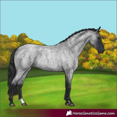 Horse Color:Blue Roan 