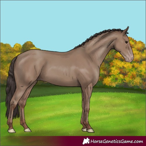 Horse Color:Classic Champagne